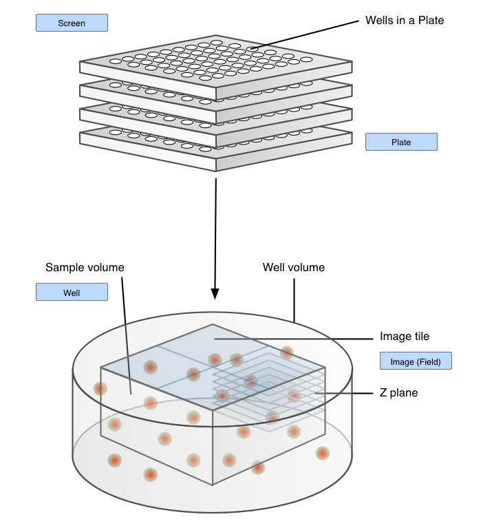 Screen Well Plate visualization